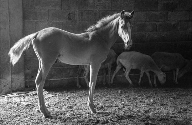 Tiere 53 - Gustav Eckart, Fotografia