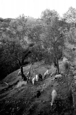 Tinos 1987 09 - Gustav Eckart, Fotografia