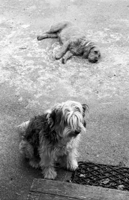 two dogs - Gustav Eckart, Photography